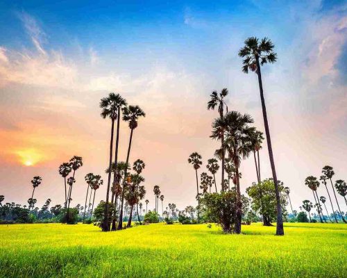 landscape-sugar-palm-rice-field-sunset_11zon